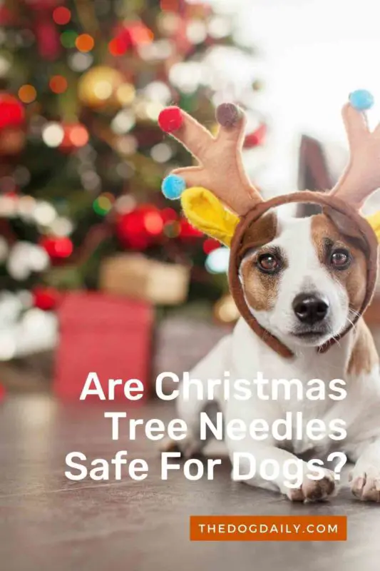Are Christmas Tree Needles Safe For Dogs thedogdaily.com