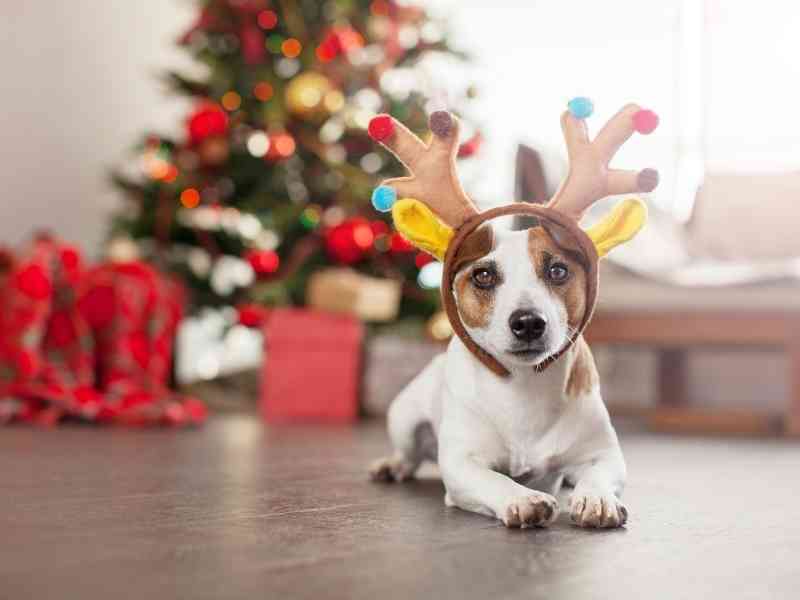 What Happens If A Dog Eats A Christmas Tree