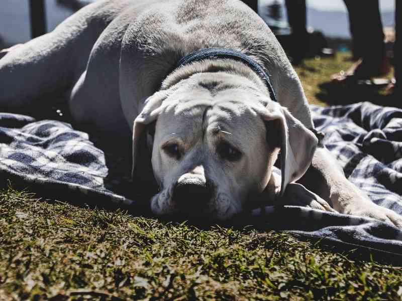 Latest Treatments for Dogs with Arthritis What's Next?