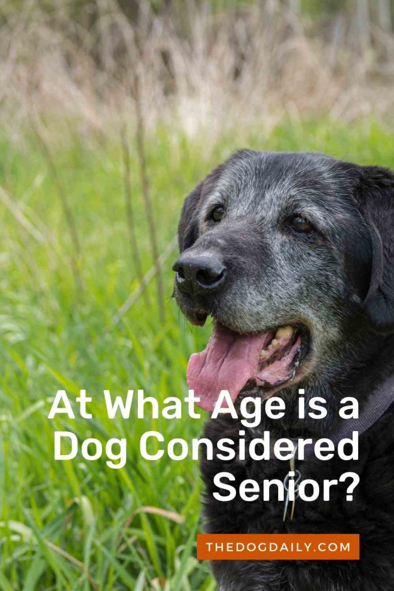 When is a Dog Considered a Senior? The Dog Daily