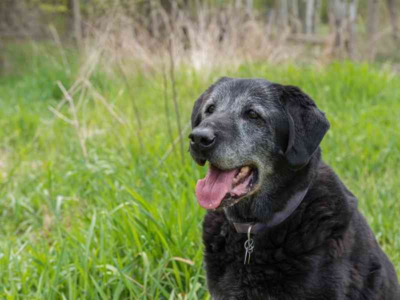 At What Age Is A Dog Considered A Senior