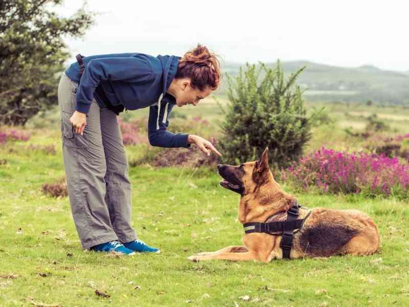 What's The Best Way To Correct Bad Behavior In Dogs?