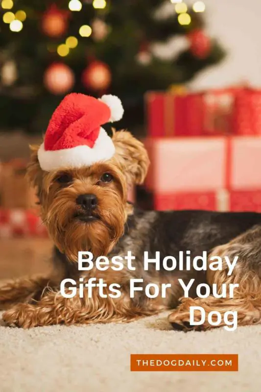 Best Holiday Gifts For Your Dog thedogdaily.com