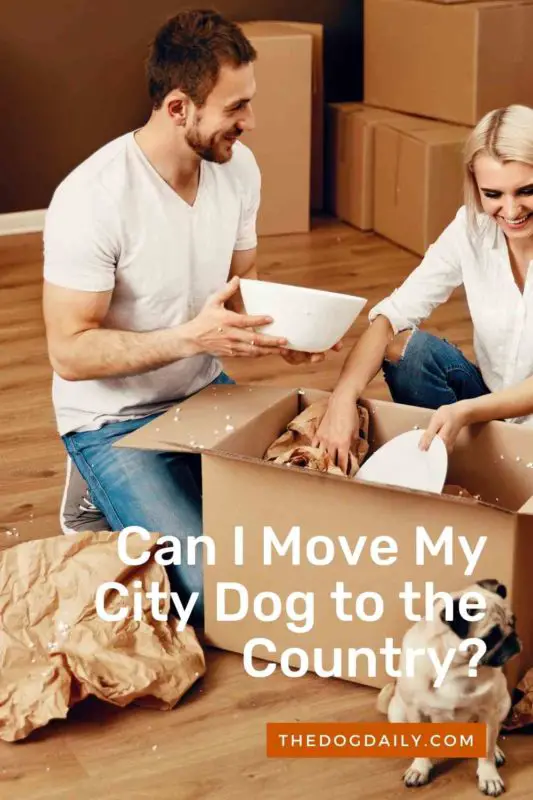 Can I Move My City Dog to the Country thedogdaily.com