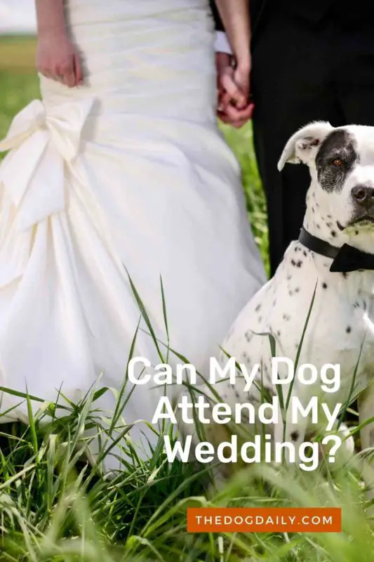 Can My Dog Attend My Wedding thedogdaily.com