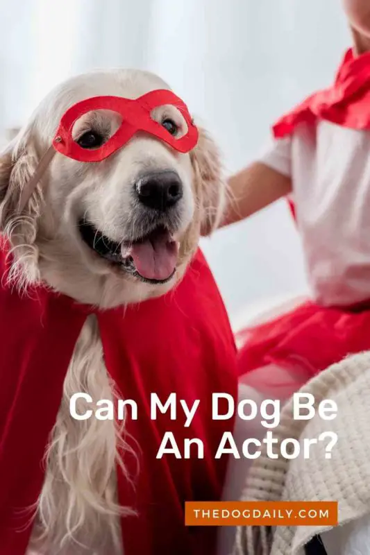 Can My Dog Be An Actor thedogdaily.com