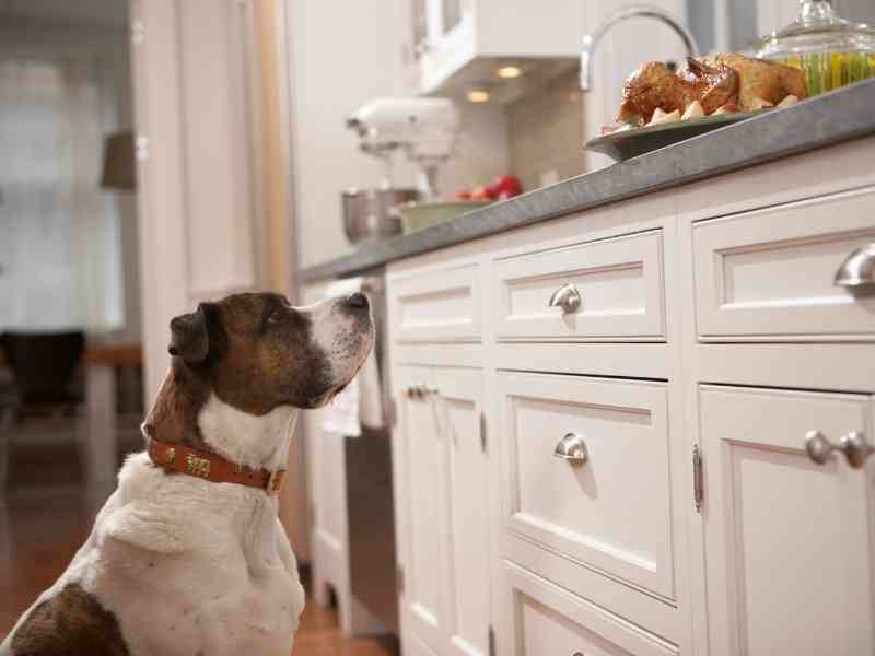How Do I Stop My Dog From Jumping On The Counter?
