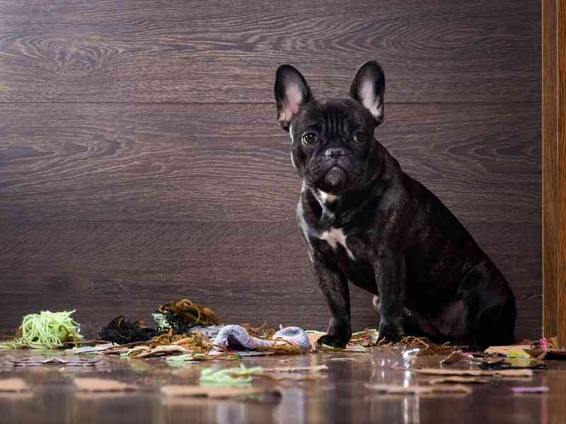 How Do Dogs Know When They Did Something Wrong