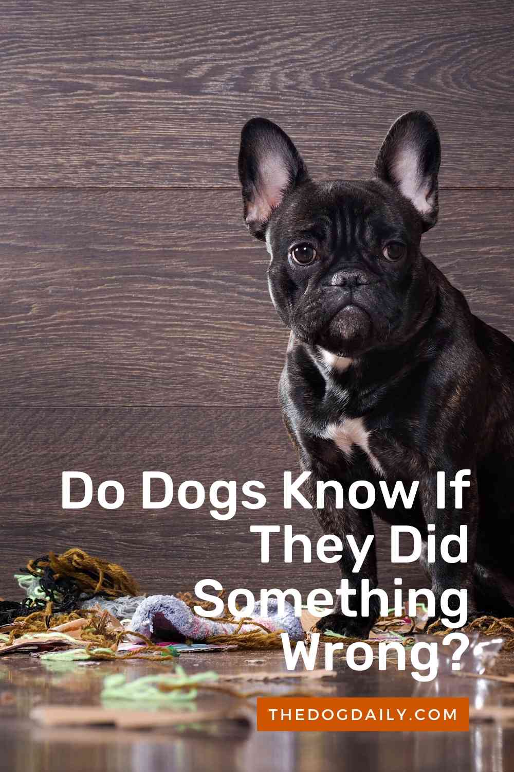 Guilt And Your Dog Are Dogs Capable Of Feeling Guilty 