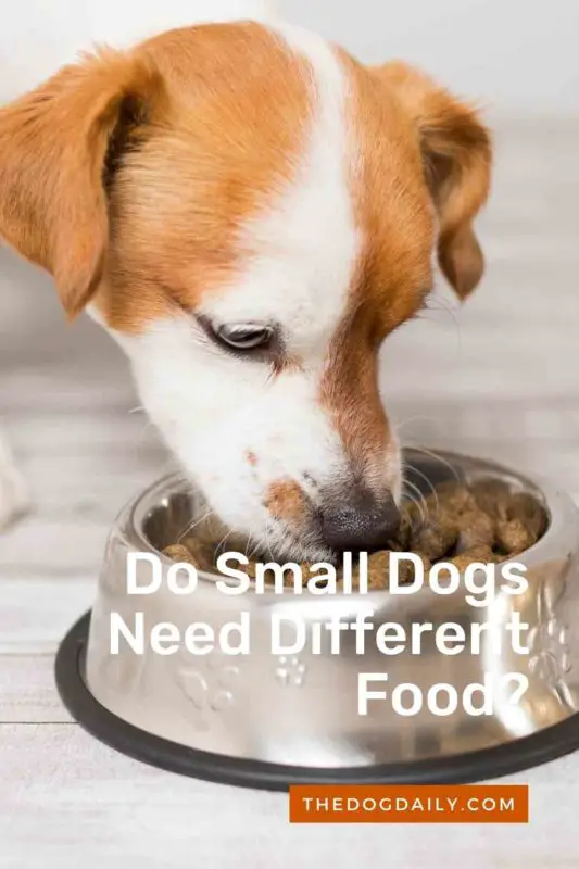 Do Small Dogs Need Different Food thedogdaily.com