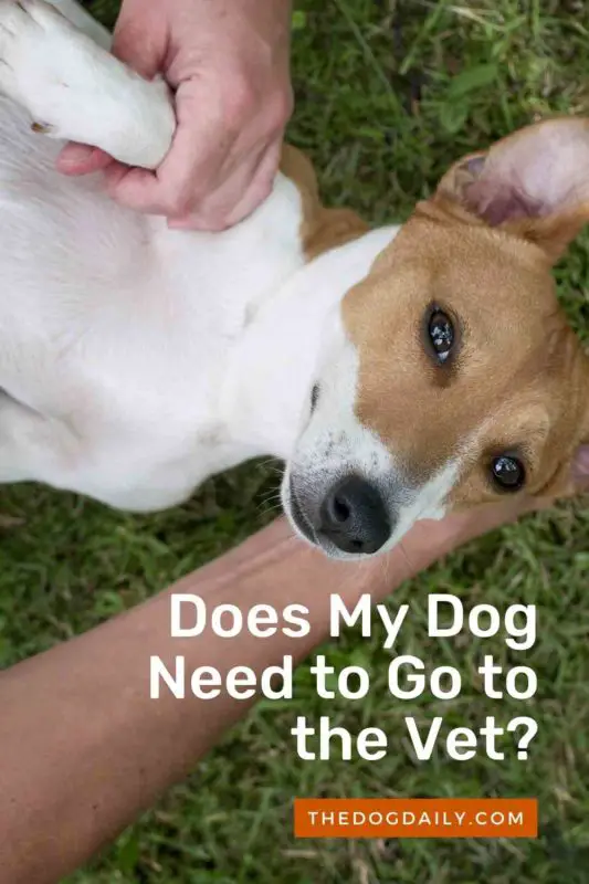 Does My Dog Need to Go to the Vet thedogdaily.com