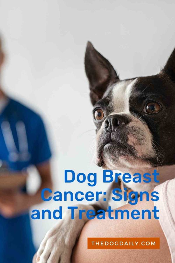 Dog Breast Cancer Mammary Disease The Dog Daily