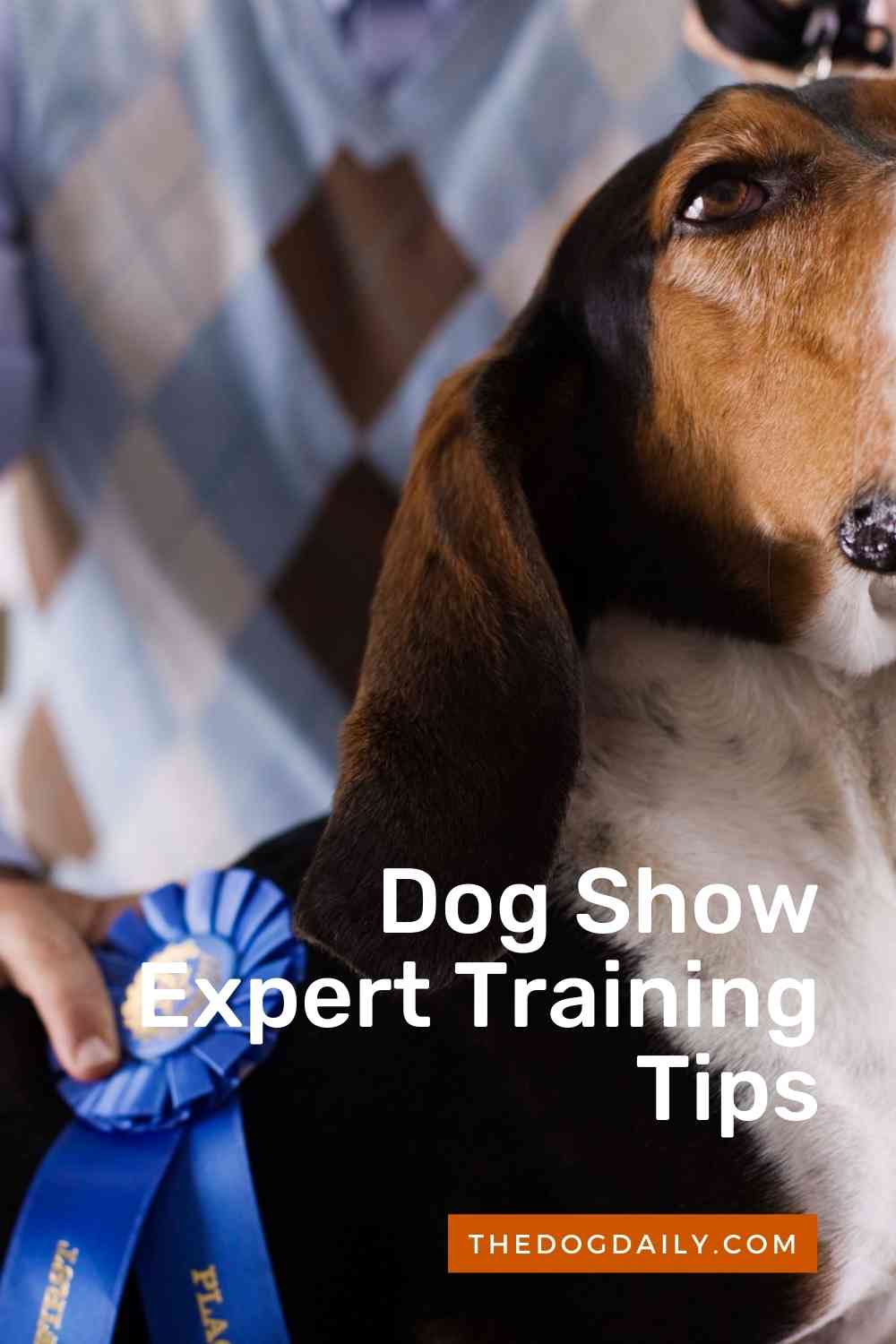 Expert Dog Training Tips From a Dog Show Handler