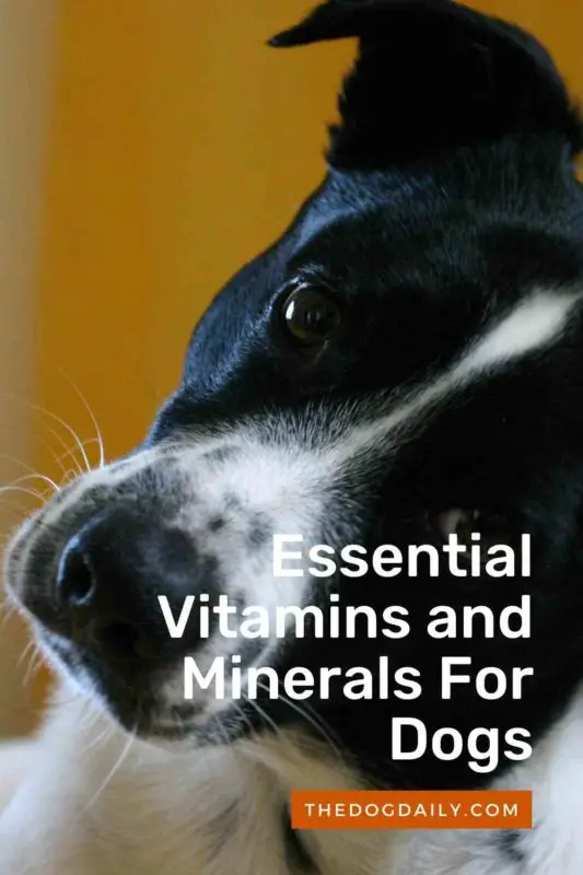 Essential Vitamins and Minerals For Dogs thedogdaily.com
