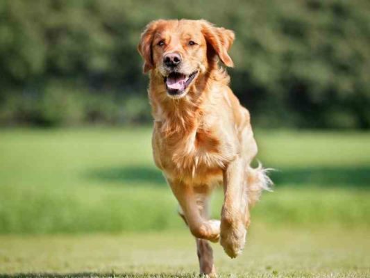 Health Benefits of Prebiotics For Dog thedogdaily.com