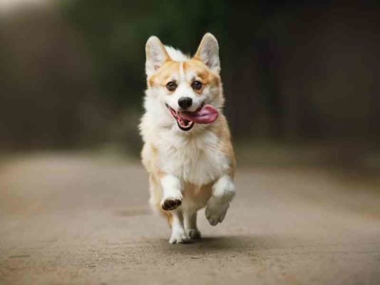 Health Benefits of Probiotcs For Dog Banner thedogdaily.com