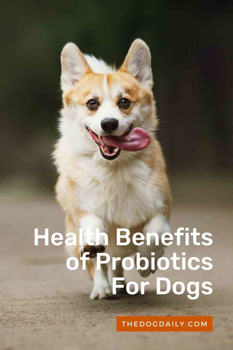 What Are the Benefits of Giving a Dog Probiotics?