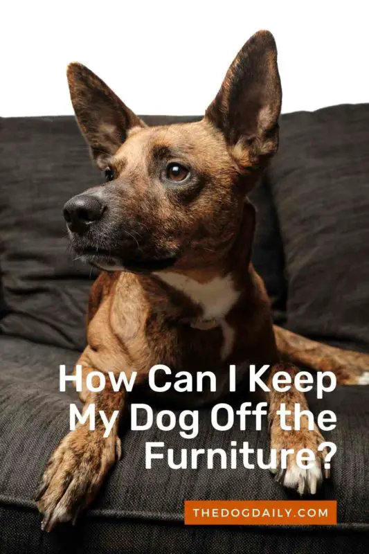 How Can I Keep My Dog Off the Furniture thedogdaily.com