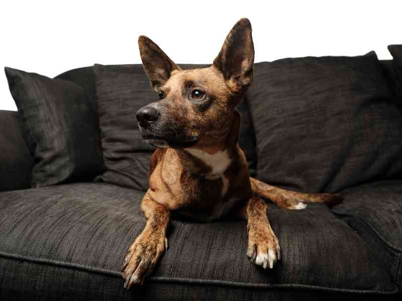 How To Keep Your Dog Off The Couch, Bed Or Chair