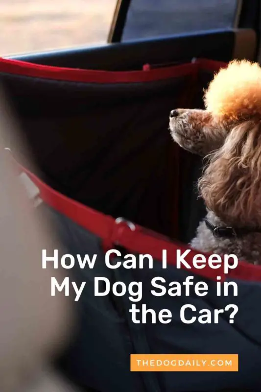 How Can I Keep My Dog Safe in the Car thedogdaily.com
