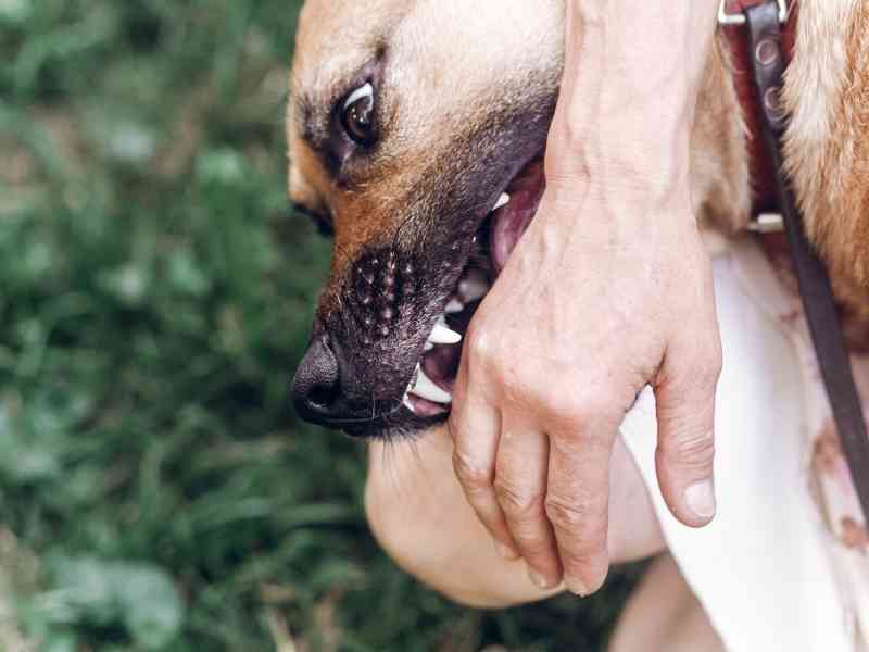 Dog Bites How To Prevent Your Dog Biting People