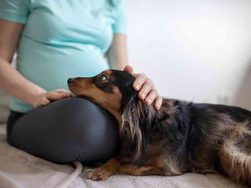 How to Introduce a Baby to Your Dog The Dog Daily