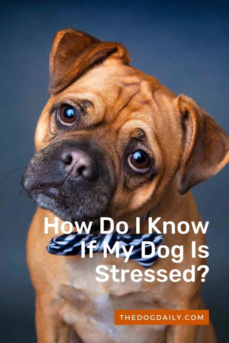 Dog Stress Signals How To Know When Your Dog Is Stressed