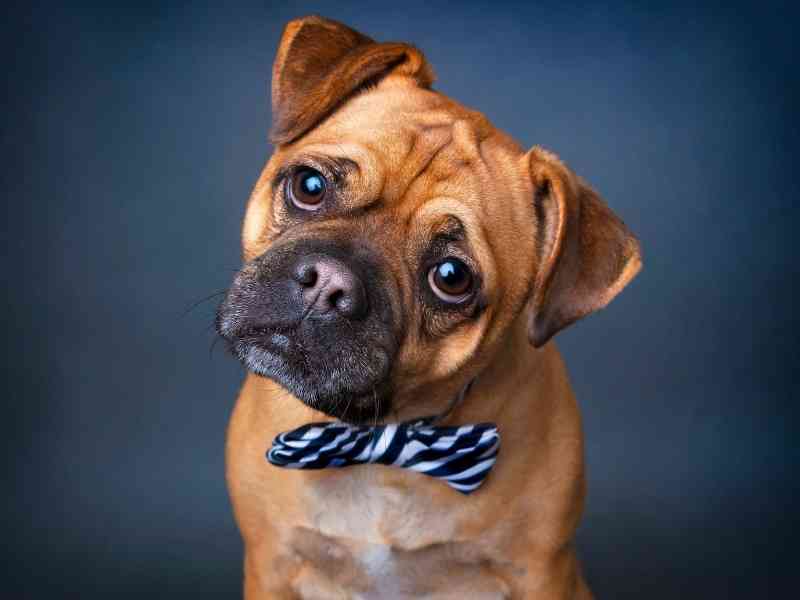 Dog Stress Signals How To Know When Your Dog Is Stressed