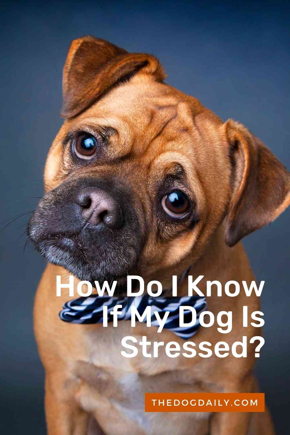 Dog Stress Signals How To Know When Your Dog Is Stressed