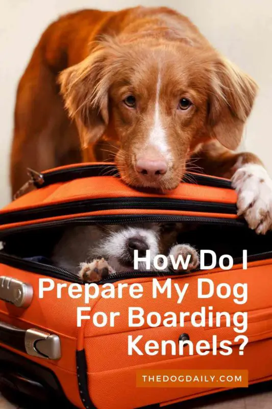 How Do I Prepare My Dog For Boarding Kennels thedogdaily.com