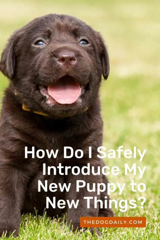 How Do I Safely Introduce My New Puppy to New Things thedogdaily.com