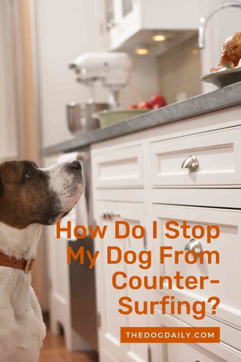 How Do I Stop My Dog From Jumping On The Counter?