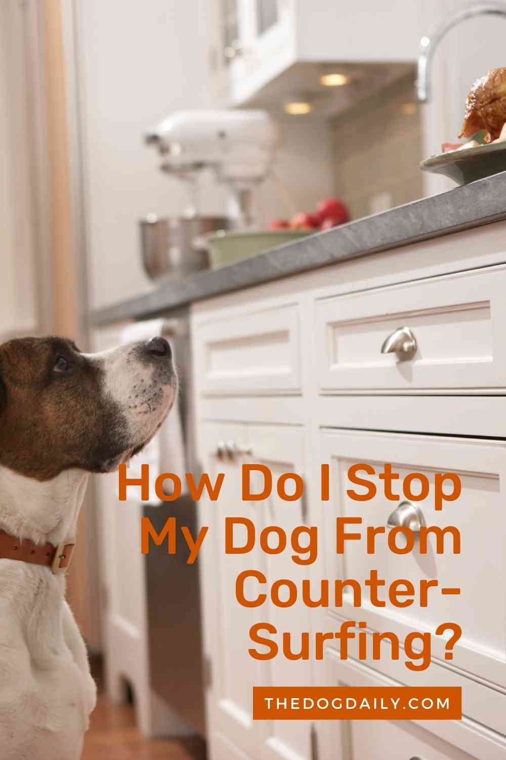 How Do I Stop My Dog From Jumping On The Counter?