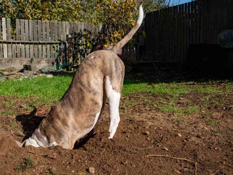 How Do I Stop My Dog From Digging in the Backyard?