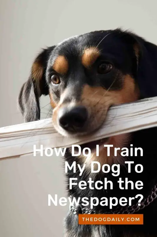How Do I Train My Dog To Fetch the Newspaper thedogdaily.com
