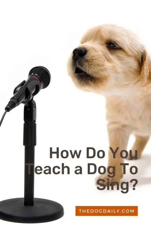 How Do You Teach a Dog To Sing thedogdaily.com