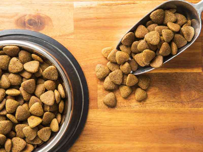 how much protein does a dog need