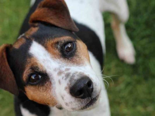 How Much Sodium Should A Dog Have Banner thedogdaily.com