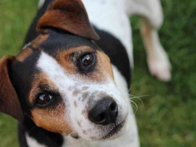 How Much Sodium Should My Dog S Diet Contain