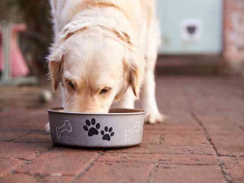 should i feed my dog before or after a walk