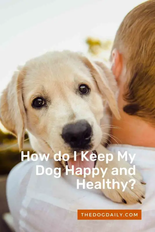 How do I Keep My Dog Happy and Healthy thedogdaily.com