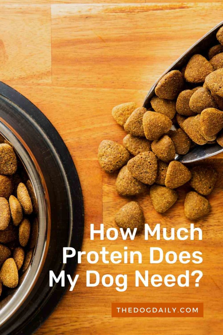The Importance and Benefits of Protein in Your Dog’s Diet