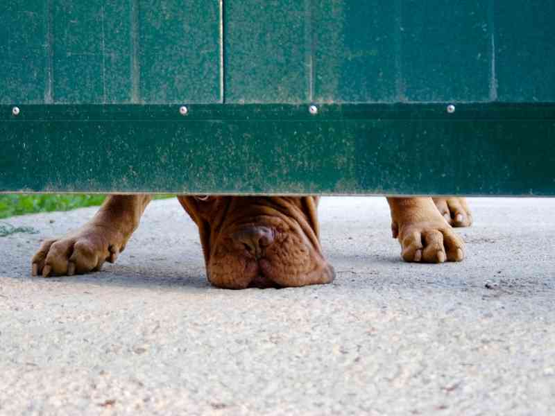 How To Set and Maintain Boundaries With Your Dog