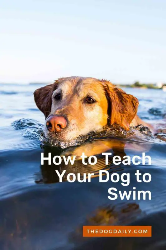How to Teach Your Dog to Swim thedogdaily.com