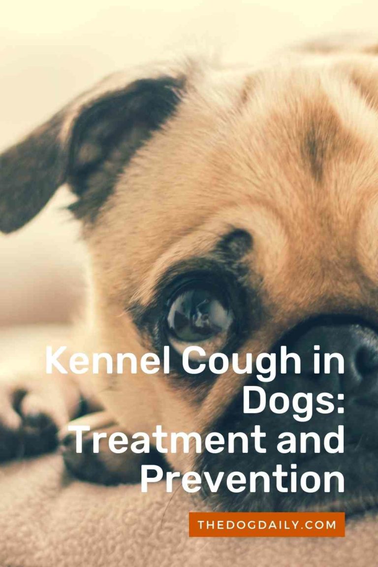 Treatment and Prevention of Kennel Cough in Your Dog