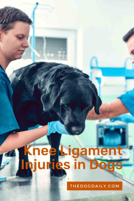 Knee Ligament Injuries in Dogs The Dog Daily