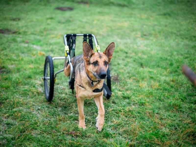 Celebrating Disabled Dogs Leading Happy Active Lives