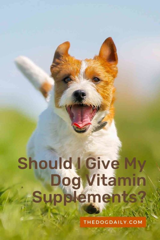 what human vitamins can i give my dog