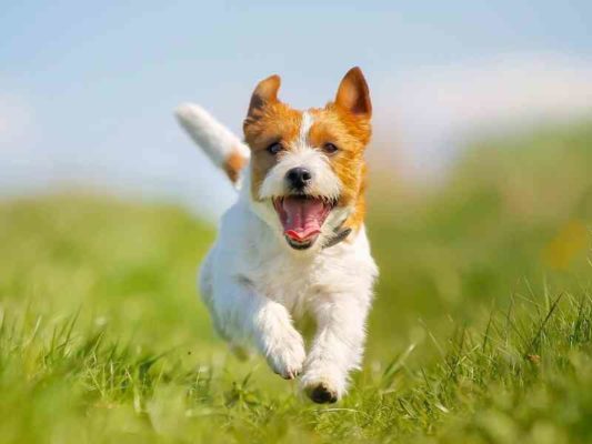 Should I Give My Dog Vitamin Supplements Banner thedogdaily.com