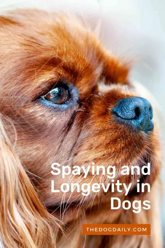 Spaying and Longevity in Dogs thedogdaily.com